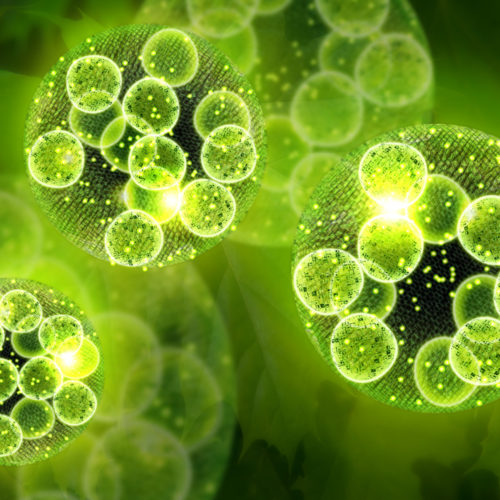 Bio-Zyme - Genesis Canada concentrated enzymatic cleaner and deodorizer for enzyme treatment of carpets, pipes, drains. Environmentally responsible grease digester.