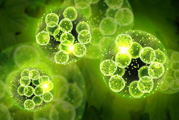 Bio-Zyme - Genesis Canada concentrated enzymatic cleaner and deodorizer for enzyme treatment of carpets, pipes, drains. Environmentally responsible grease digester.